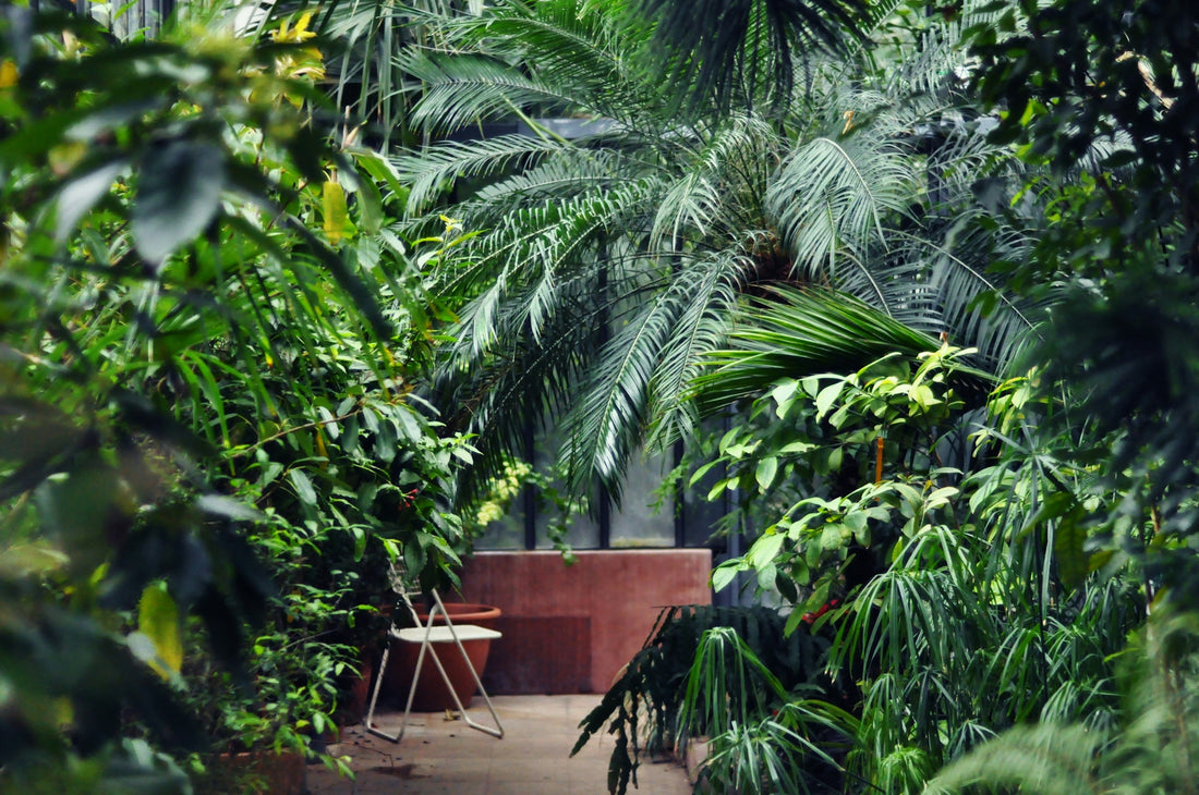 chair near wall and trees