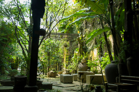 green trees and plants during daytime