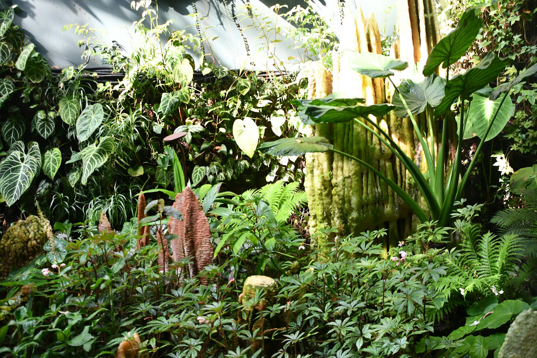 a garden filled with lots of different types of plants