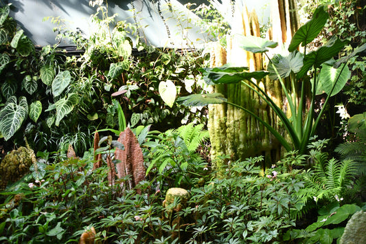a garden filled with lots of different types of plants